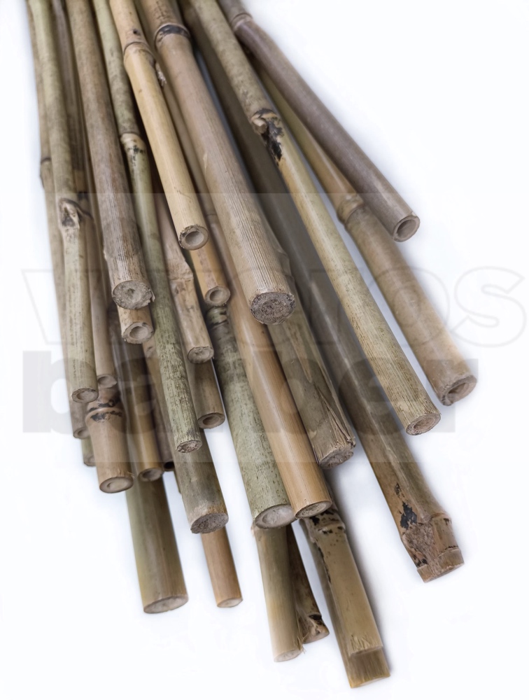 ▷ Tutori di bambù per vigneti: Scelta naturale, ecologica e