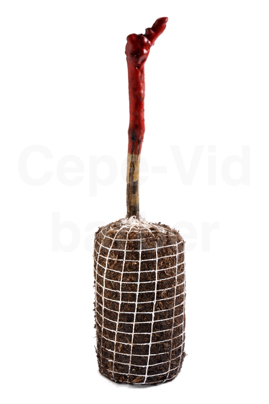 Cepe-Vid Red Globe