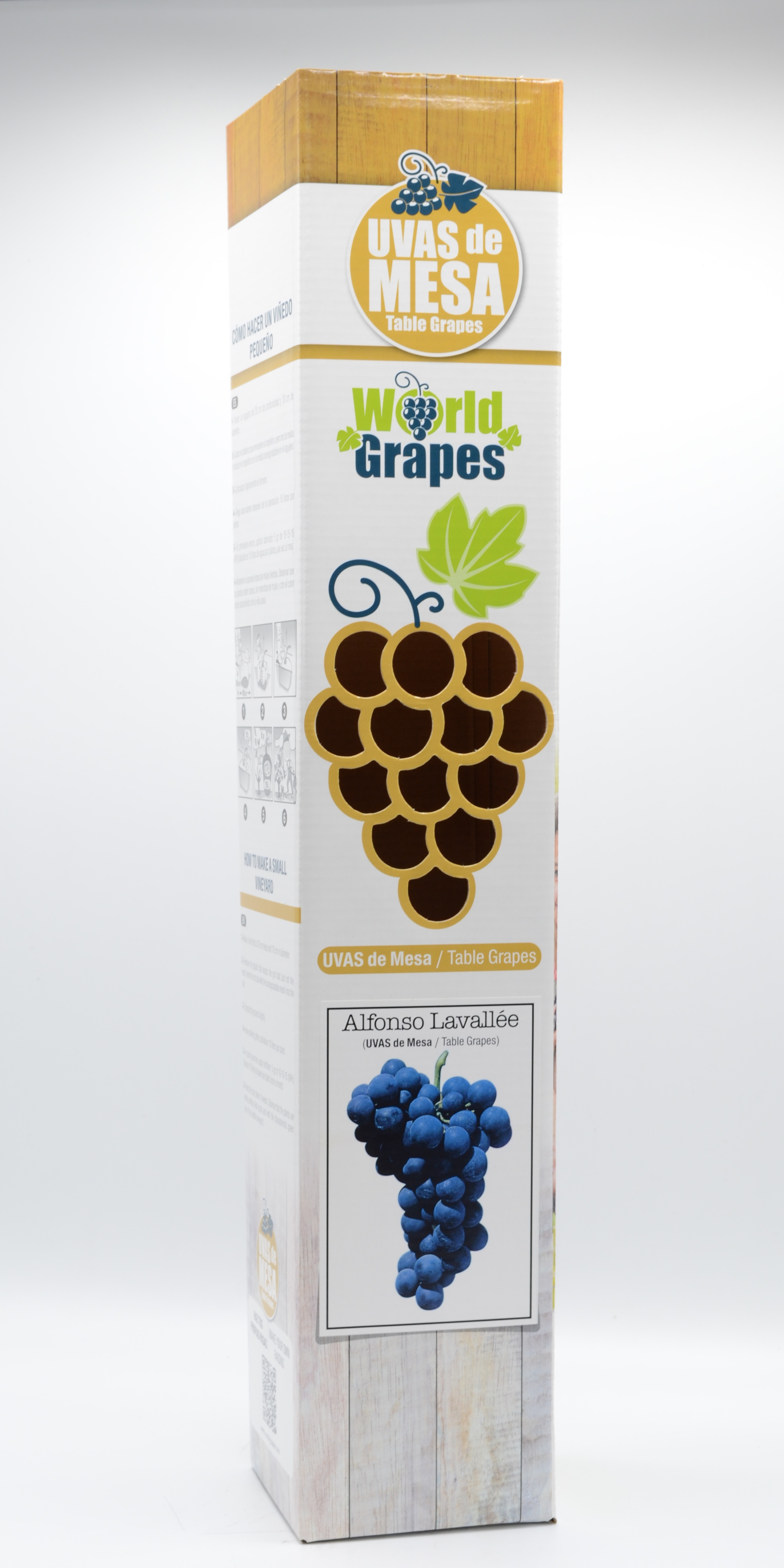 World Grapes Alfonso Lavallée 